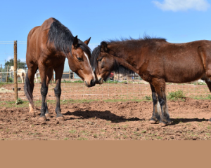 LagosHorseRiding